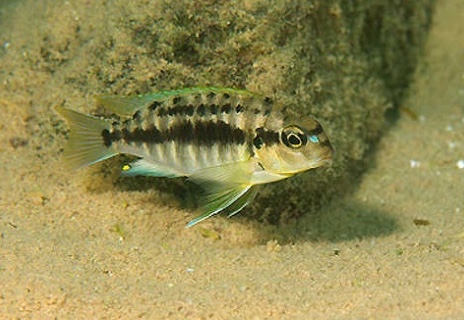 Tropheops sp. 'weed' Mbowe Island